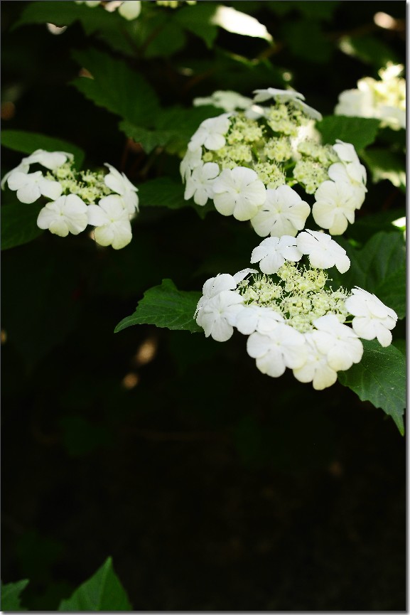 琼花 228.jpg