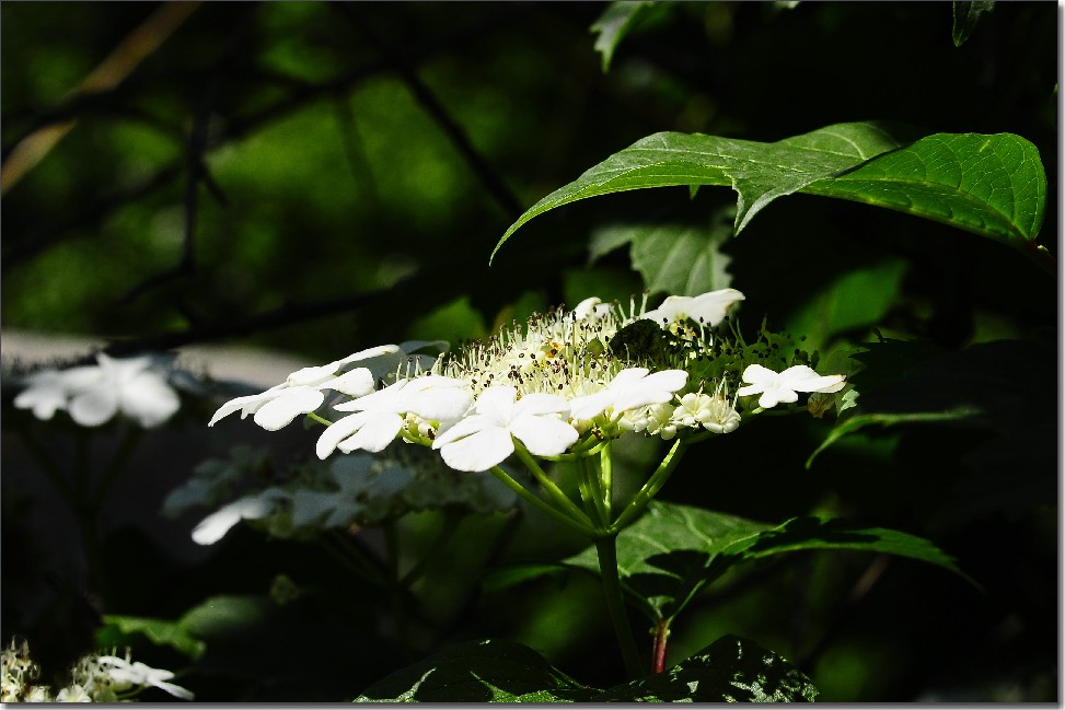 琼花 077.jpg