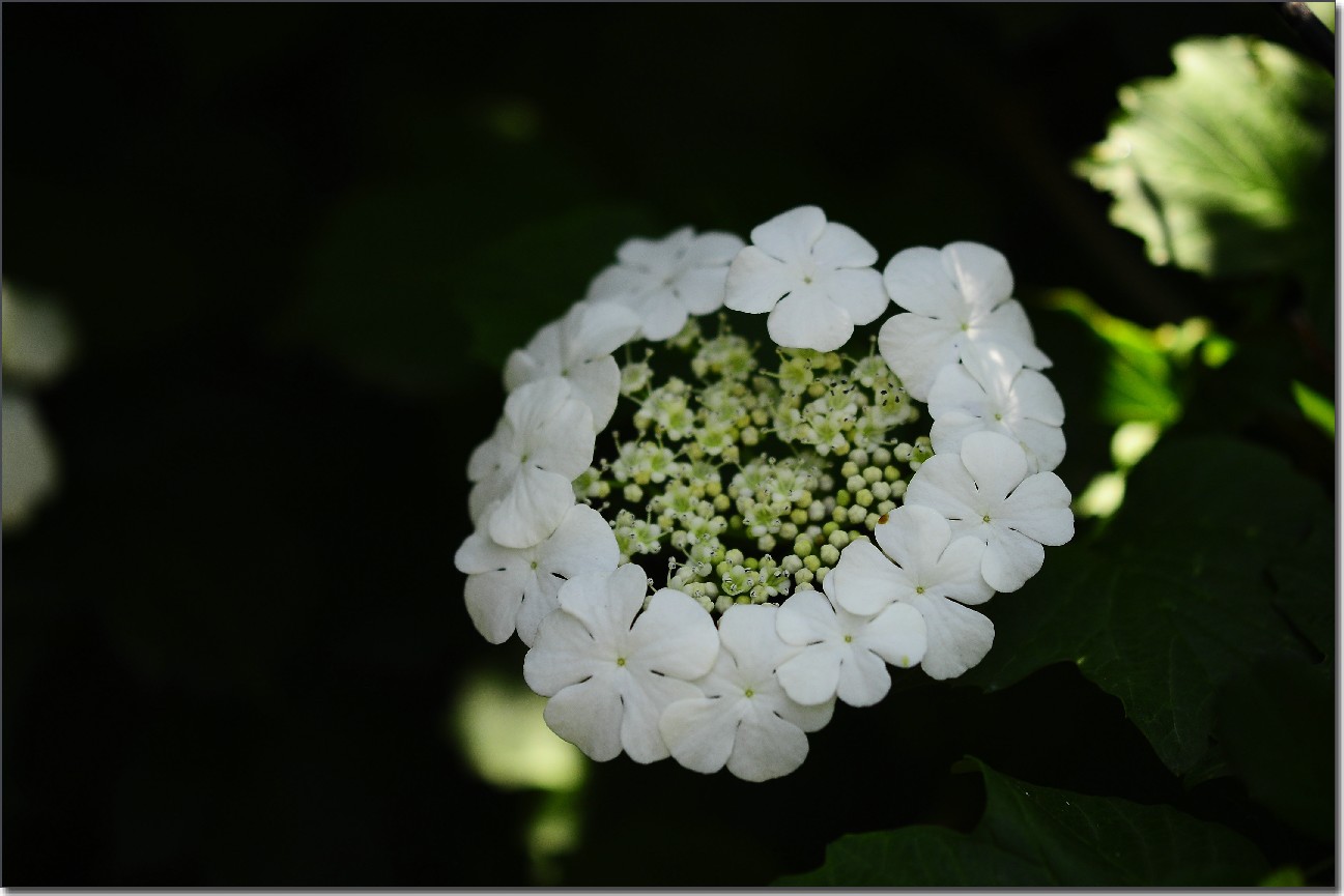 琼花 216.jpg