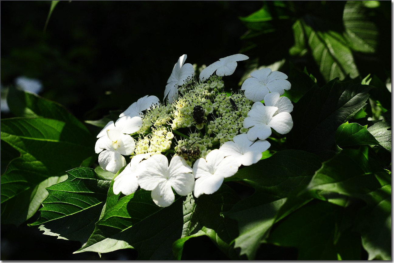 琼花 259.jpg
