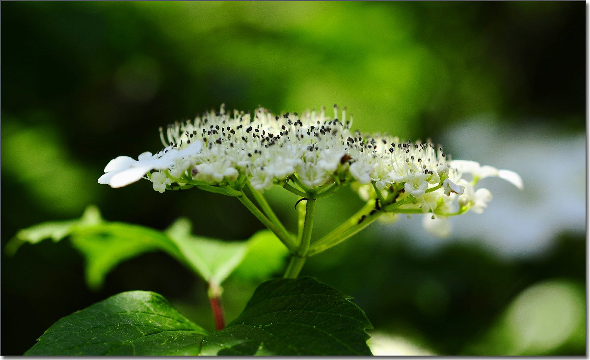 琼花 091.jpg