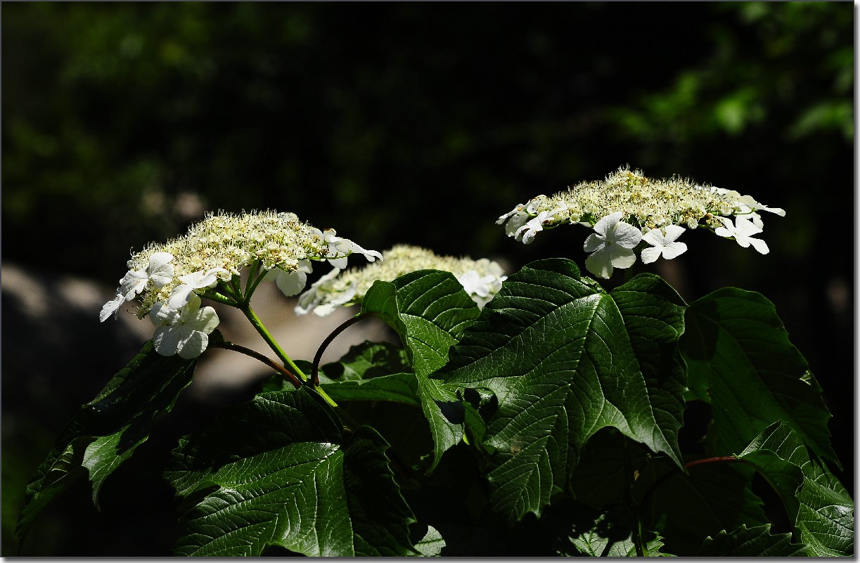 琼花 364.jpg