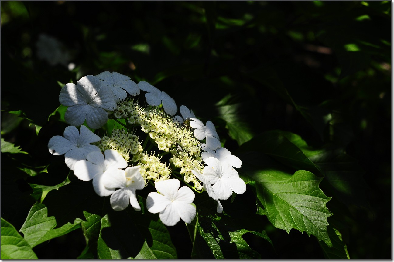 琼花 276.jpg