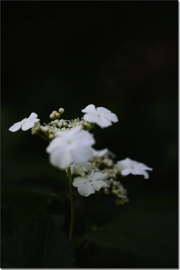 琼花 218.jpg