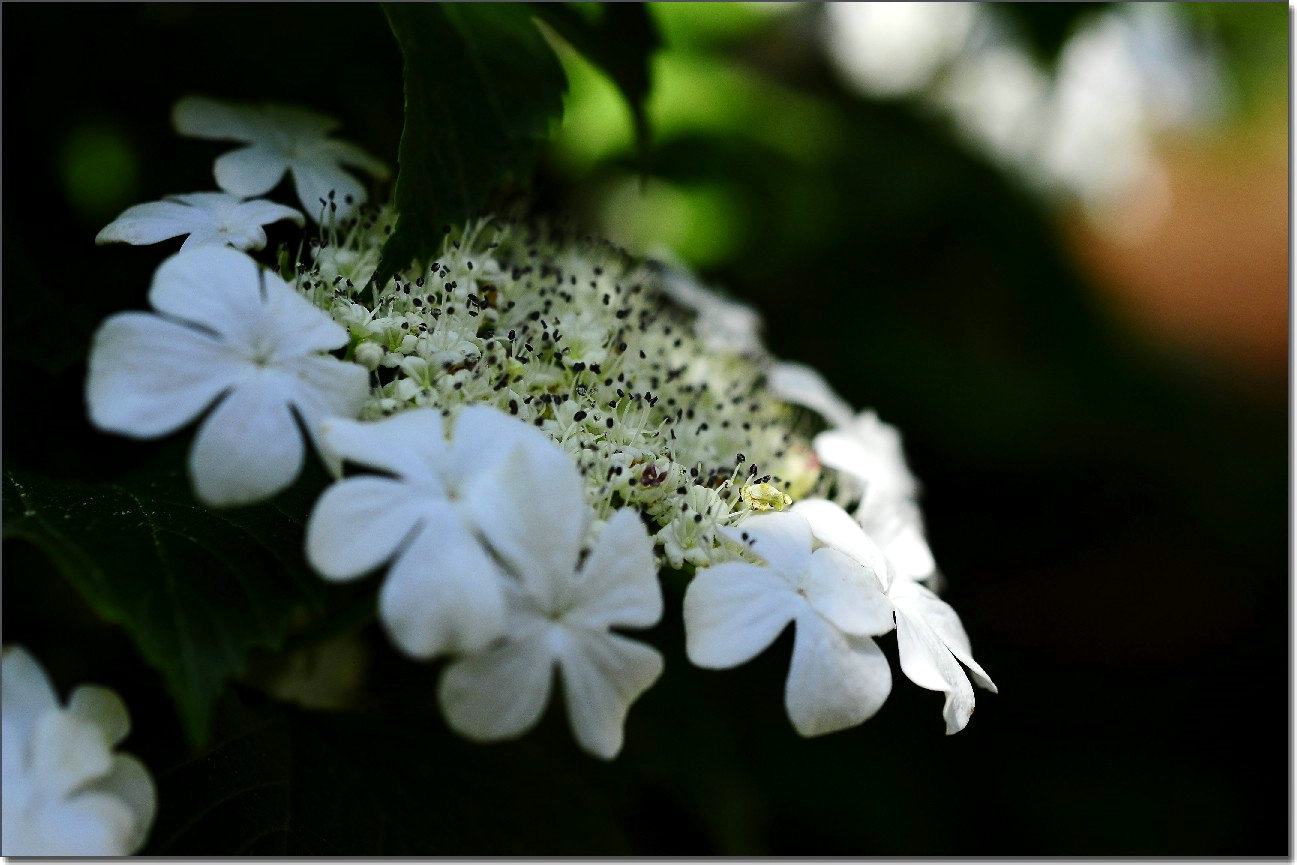 琼花 089.jpg