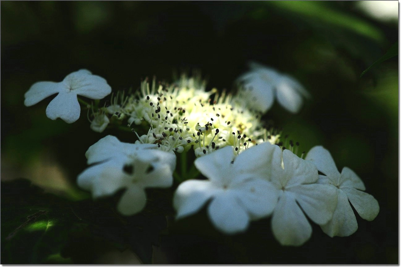 琼花 087.jpg