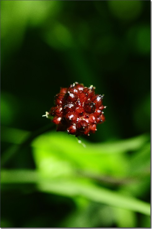 琼花 106.jpg