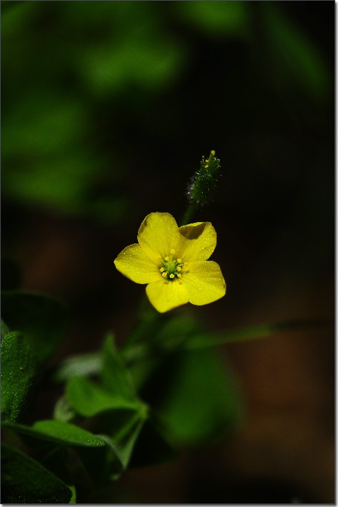 琼花 348.jpg