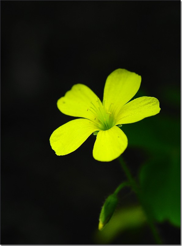 琼花 563.jpg