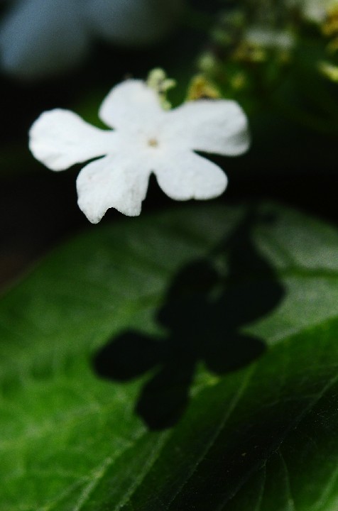 琼花 4404.jpg