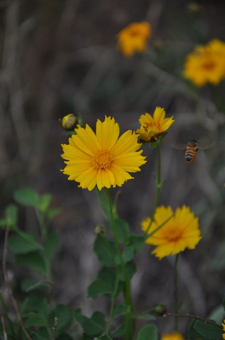 DSC_0029.jpg