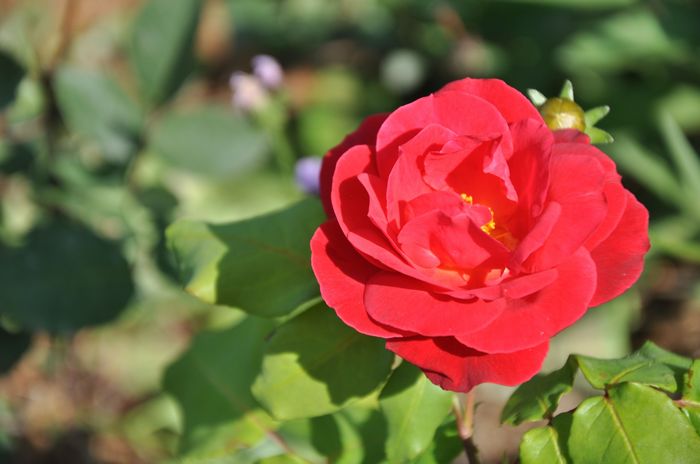 DSC_0044.jpg