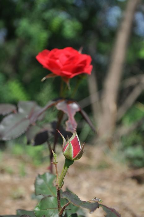 DSC_0051.jpg
