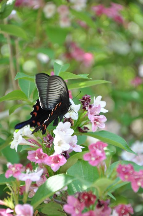 蝶恋花