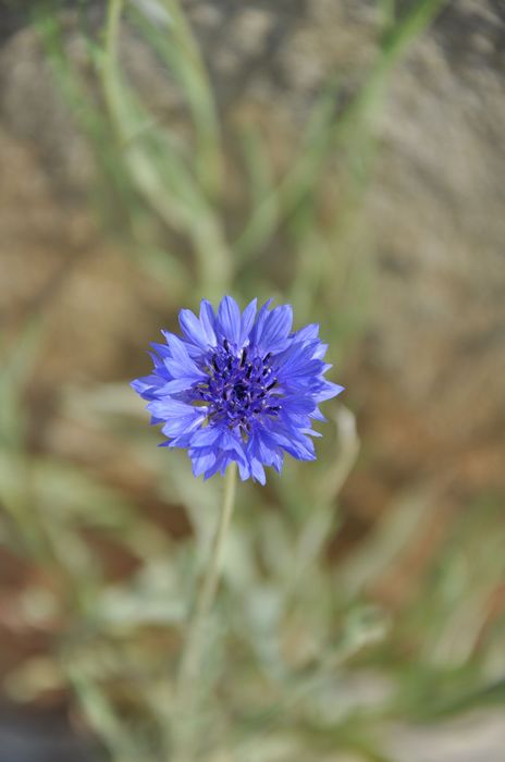 DSC_0085.jpg