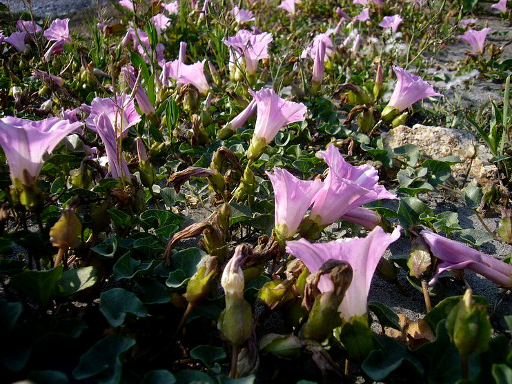 P1190953_缩小大小.JPG
