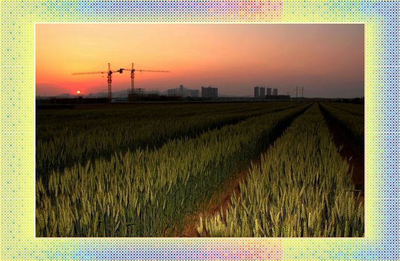 麦田落日 020-01-02.jpg