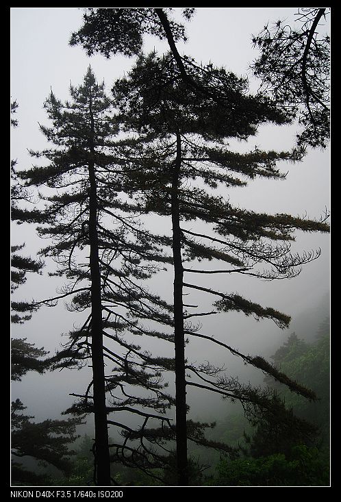 上山暴雨，嘛没看见，下山终于看见松树了，俺问这是迎客松吗，路人哂笑这是送客松