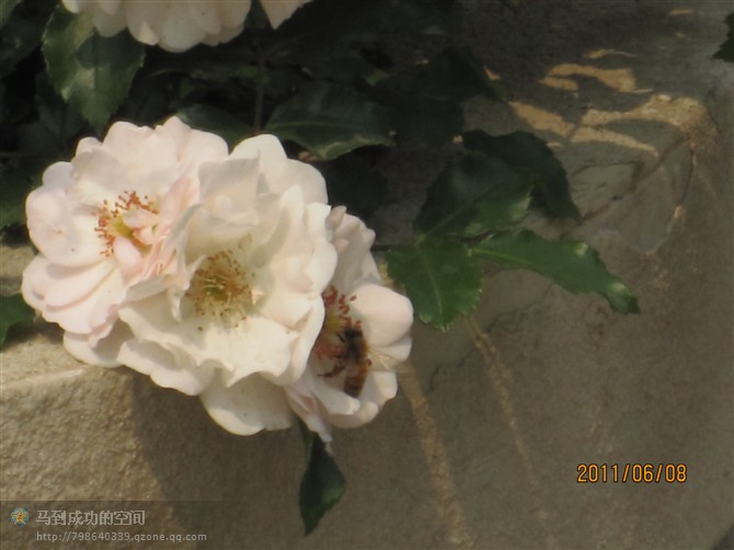 http_imgloadCAQ6204Q.jpg
