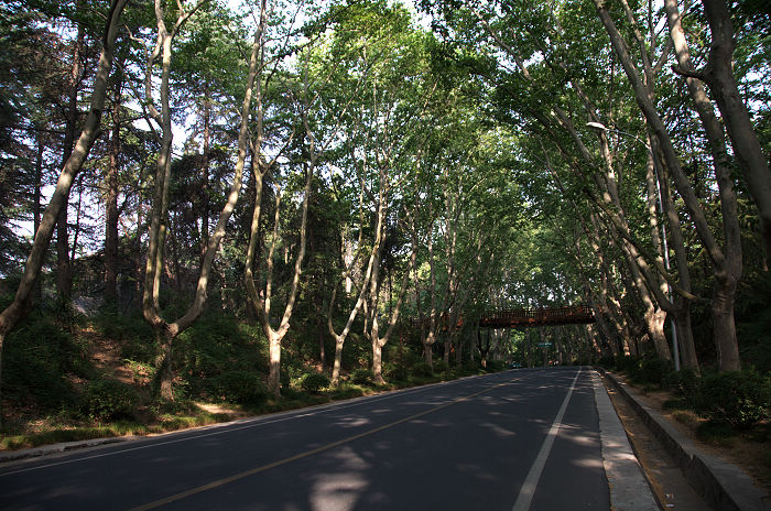 DSC_4964.jpg