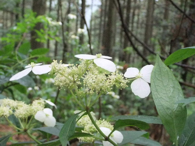 DSCF1751.jpg