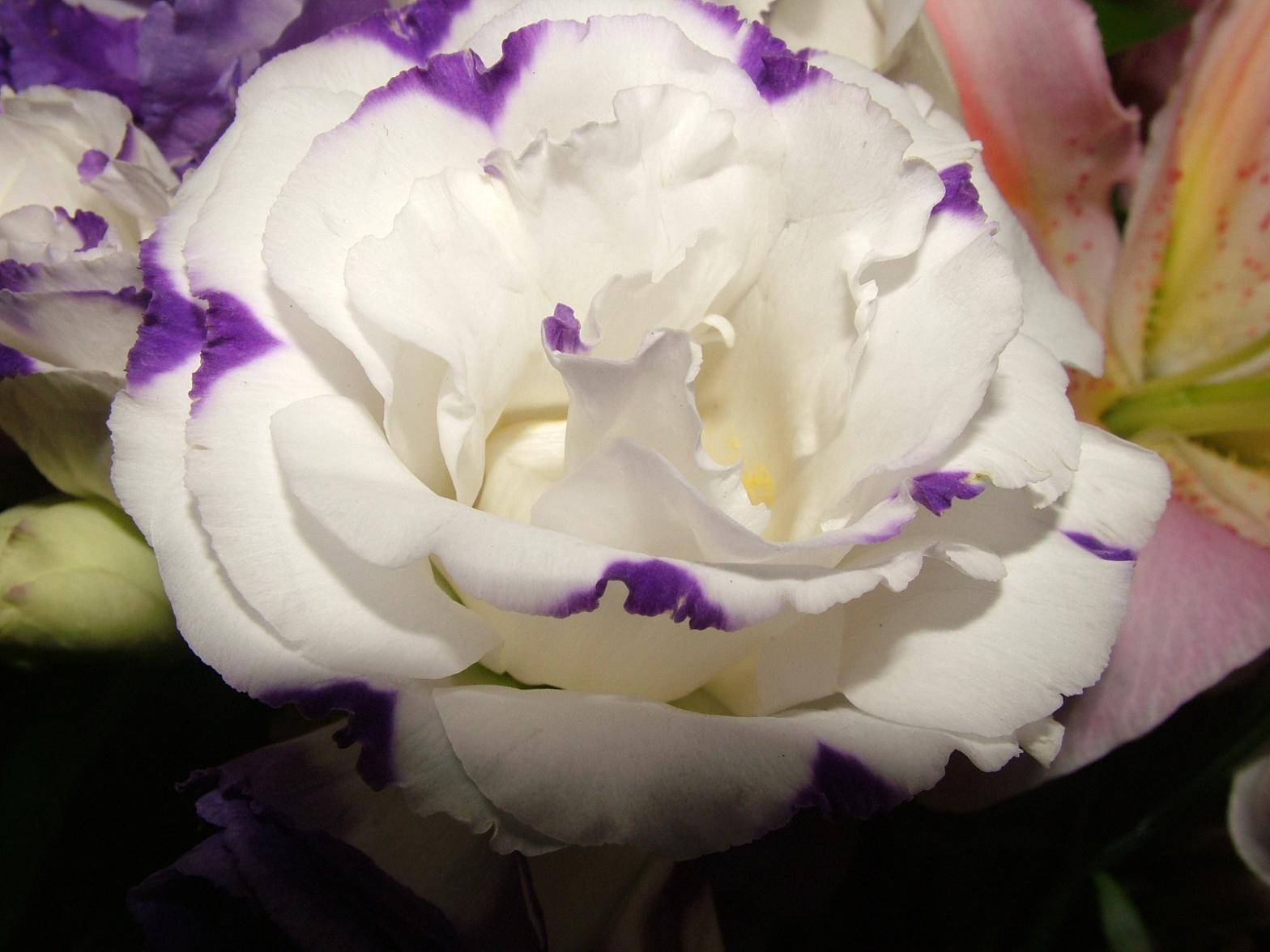 DSCF3757-1.JPG