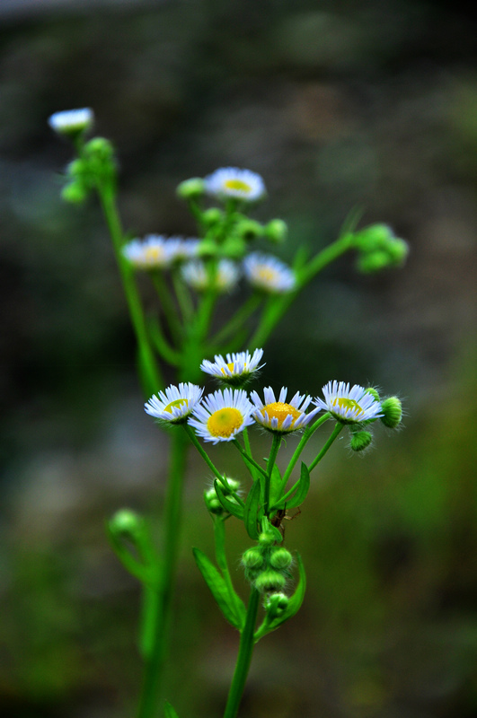 DSC_0617.jpg