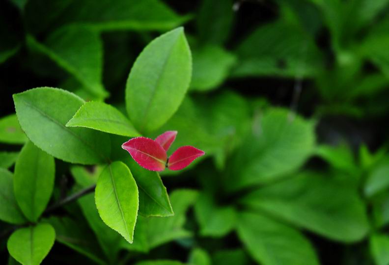 调整大小 _DSC0457.jpg