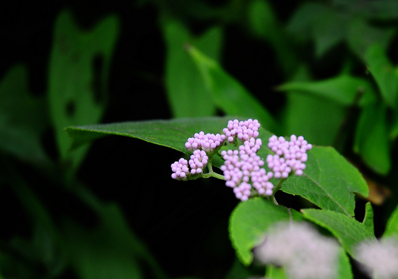 _DSC0477.jpg