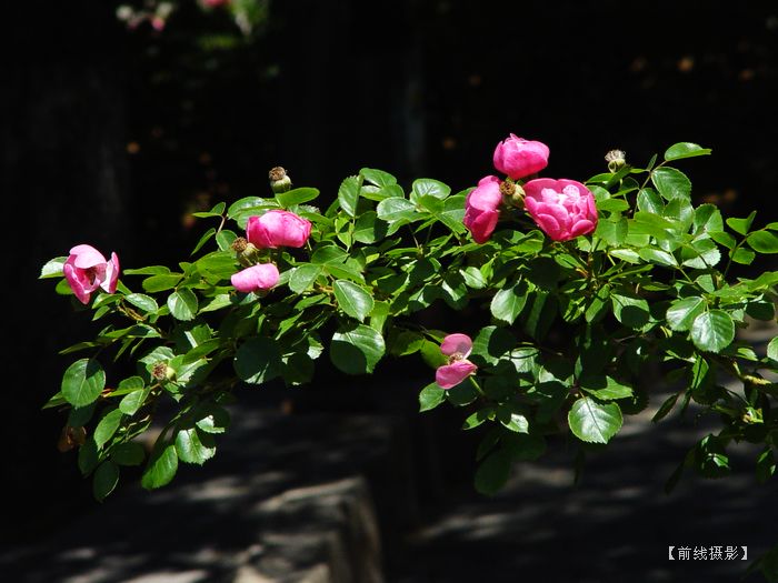 DSC08716-1.jpg