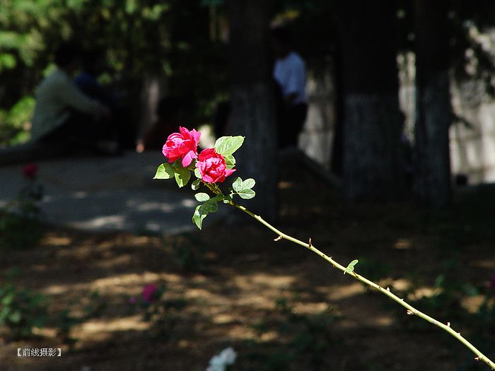 DSC08719-1.jpg
