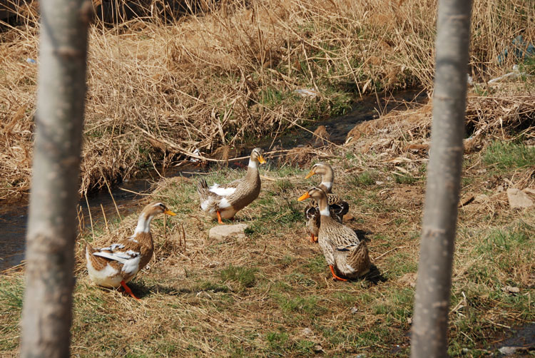 DSC_2071.JPG