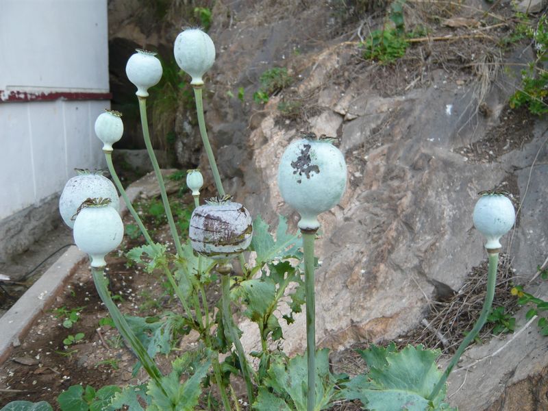 P1040466.JPG