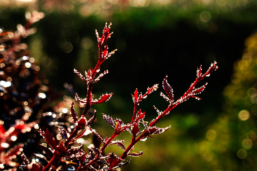 _A045285.jpg