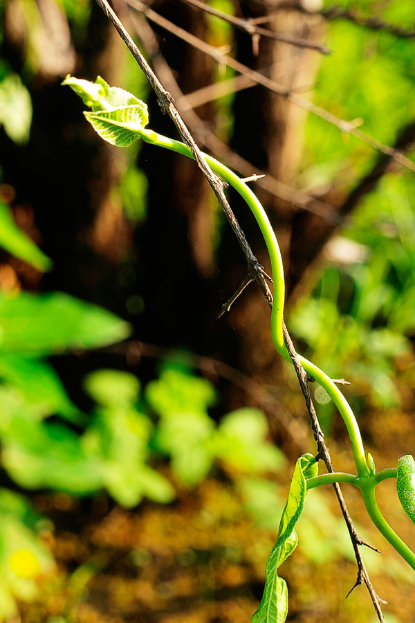 _A045292.jpg