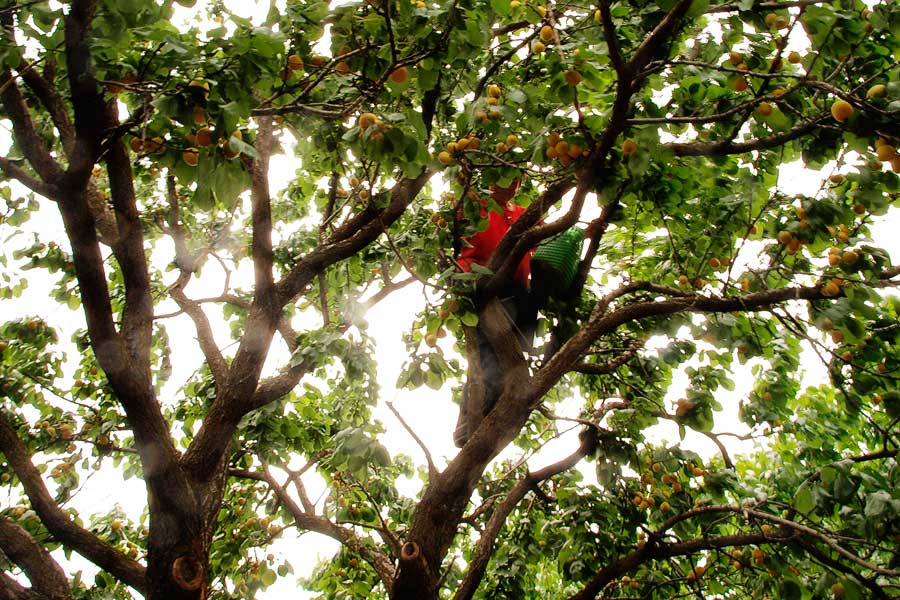 这50岁左右的大妈，爬上了4米多高的杏树上去摘杏子。好身手呢。只是她始终不愿面对我的镜头。