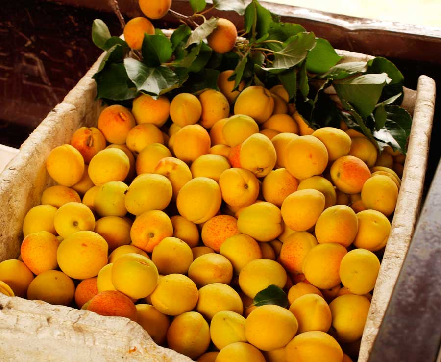 现在正是杏子成熟的季节。村民说每天都要上集市去卖2次。这村的杏子个大，都能卖出比较好的价钱。