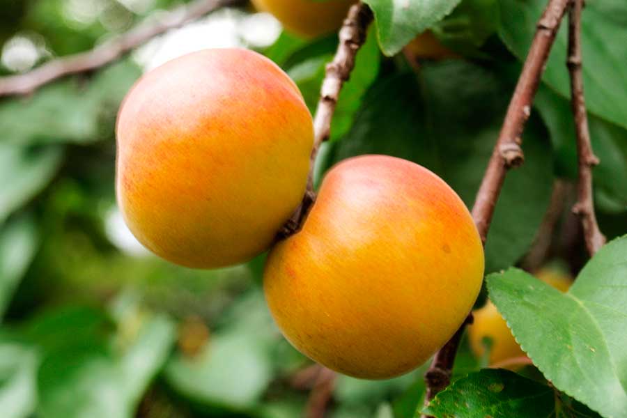 这个色泽发红的品种，叫坠杏。成熟得稍晚些。