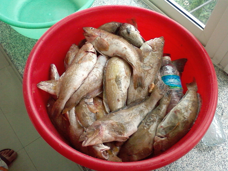 SPM_A3700.jpg