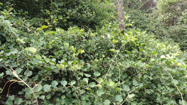 DSC02437.jpg