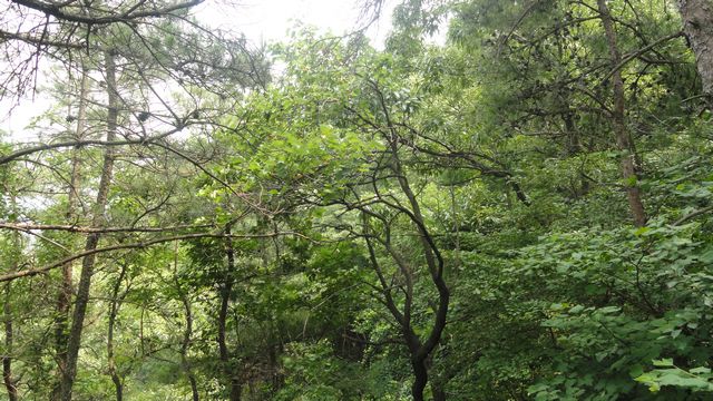 DSC02438.jpg