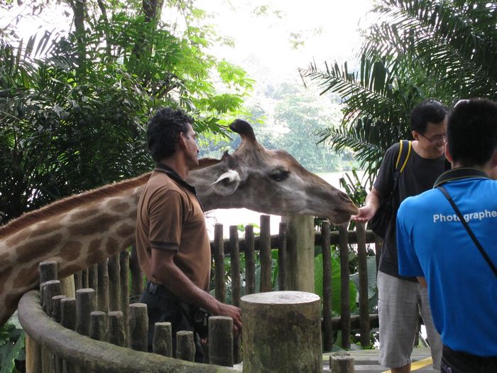 这个长颈鹿在不断跟游客要胡萝卜吃，脾气好温顺。