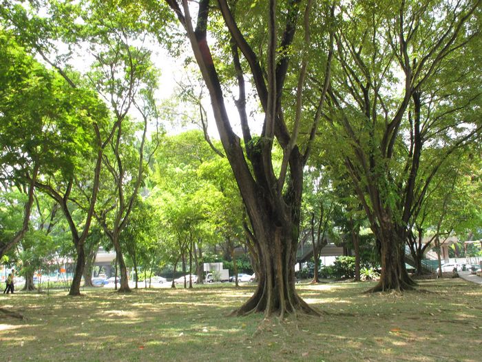 nEO_IMG_2011-7月新加坡 094.jpg