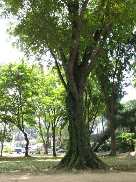 nEO_IMG_2011-7月新加坡 095.jpg