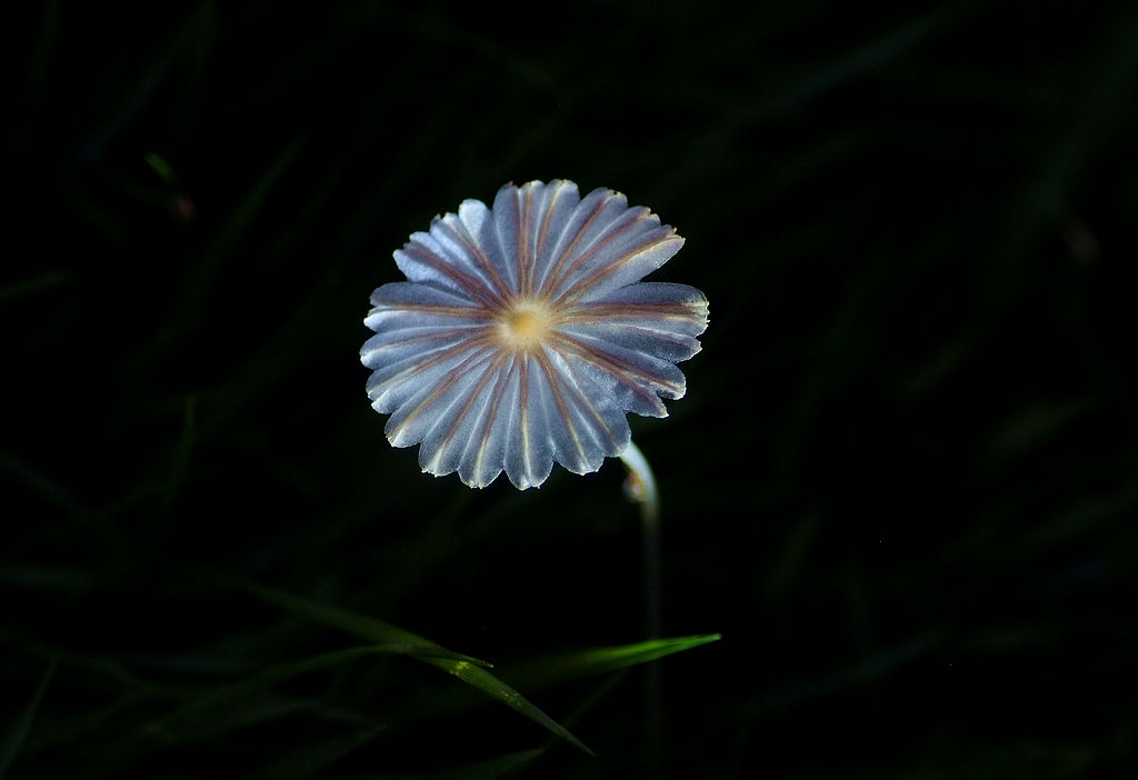 复件 DSCF2985.JPG