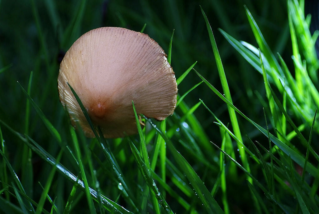 复件 DSCF2898.JPG