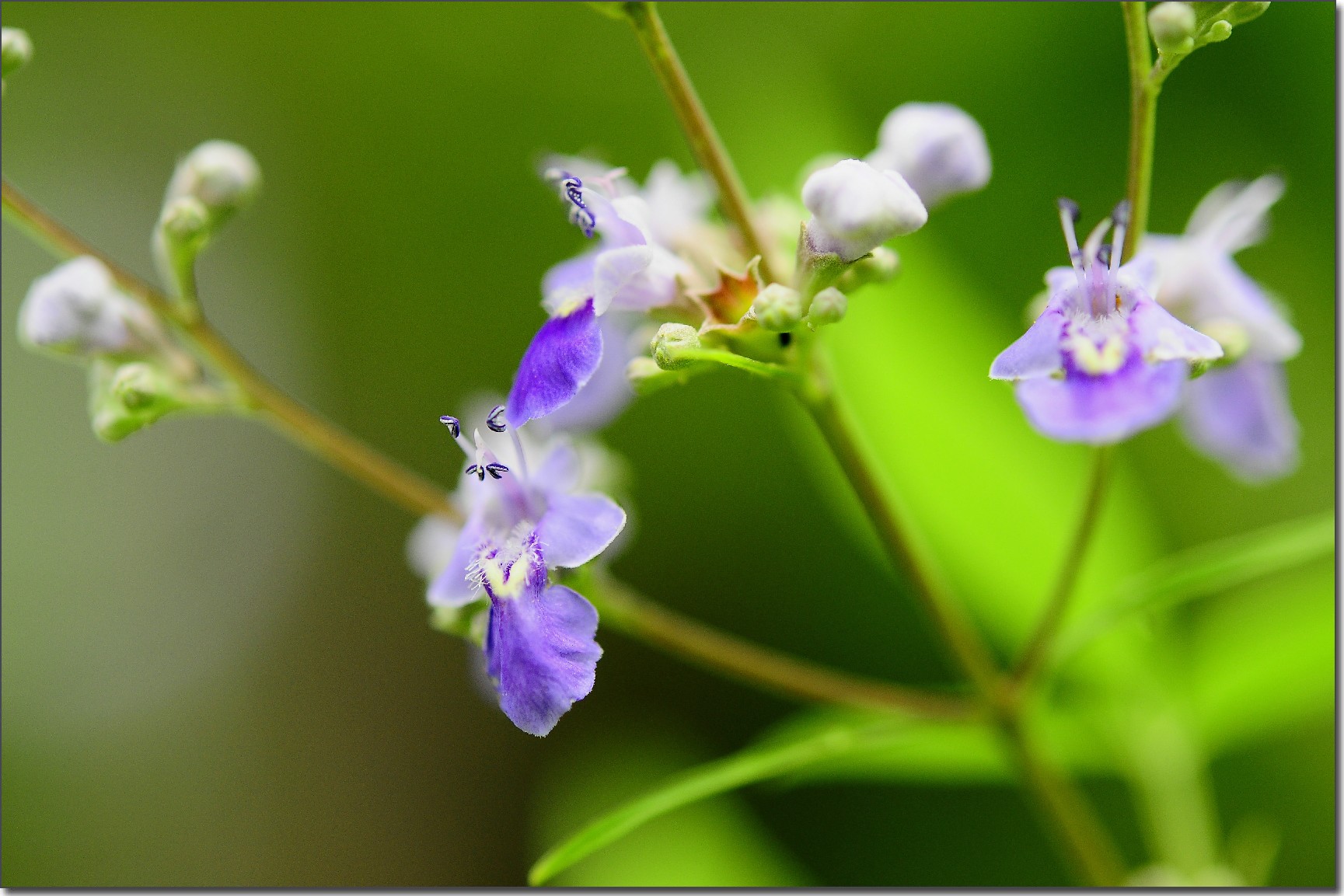 雨晴春草草 (11).jpg