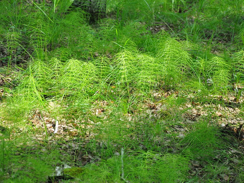 PhotoCap_196.jpg