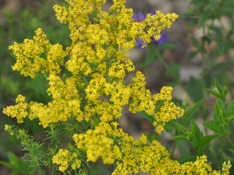 PhotoCap_486.jpg