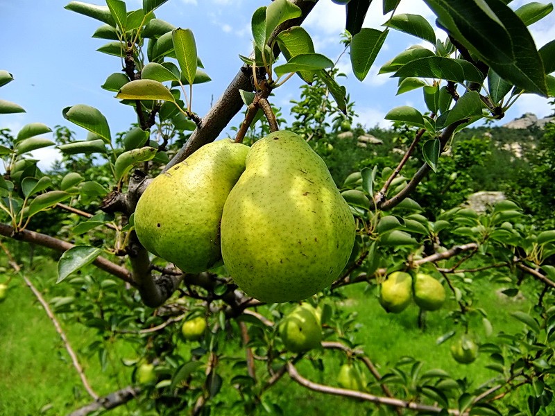 DSCF3766.jpg